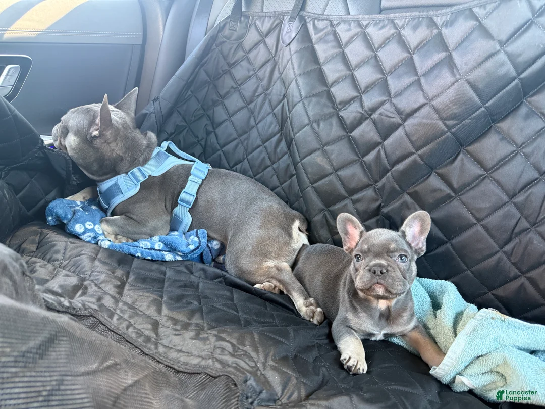 French Bulldog dogs for sale: French Bulldog 1 - Ad 2