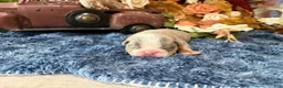 English Bulldog dogs for sale: Lola (lite Merle) - Ad 3