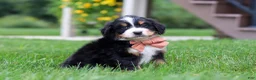 Mini Bernedoodle dogs for sale: Billy🐾 - Ad 3
