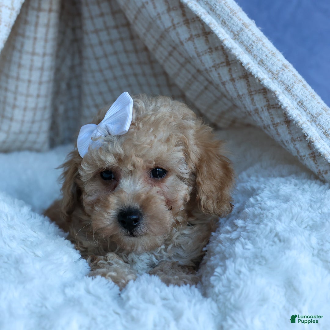 Miniature Poodle dogs for sale: LEO - Ad 6