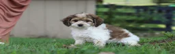 Cockapoo dogs for sale: Adin - Ad 4