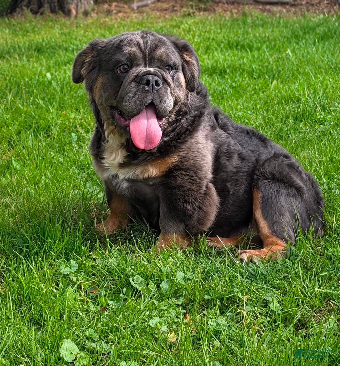 English Bulldog dogs Margo - Ad 1