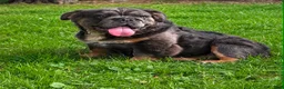 English Bulldog dogs for sale: Margo - Ad 1