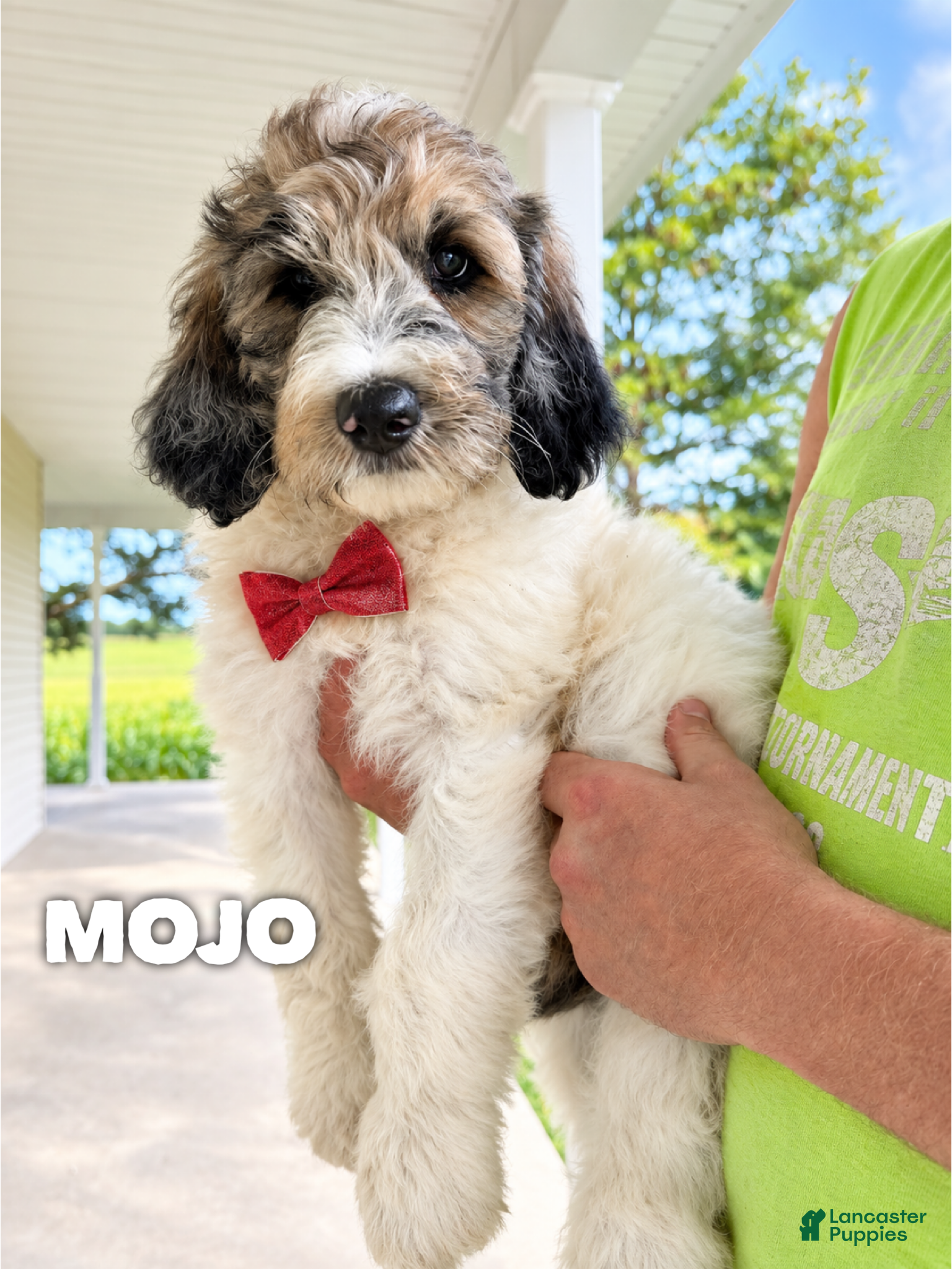 Goldendoodle dogs for sale: Mojo - Standard F1b - Ad 4