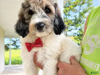 Goldendoodle dogs Mojo - Standard F1b - Ad 37