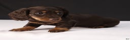 Dachshund dogs for sale: Cocoa - Ad 4