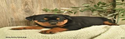 Rottweiler dogs for sale: Lark  - Ad 4