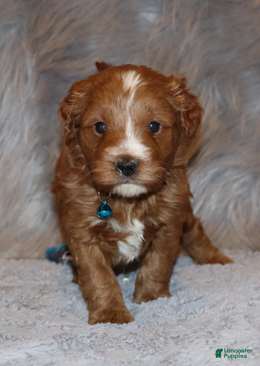 Mini Goldendoodle dogs for sale: Waylon 💙👨‍👨‍👧‍👦💞🐕 - Ad 3