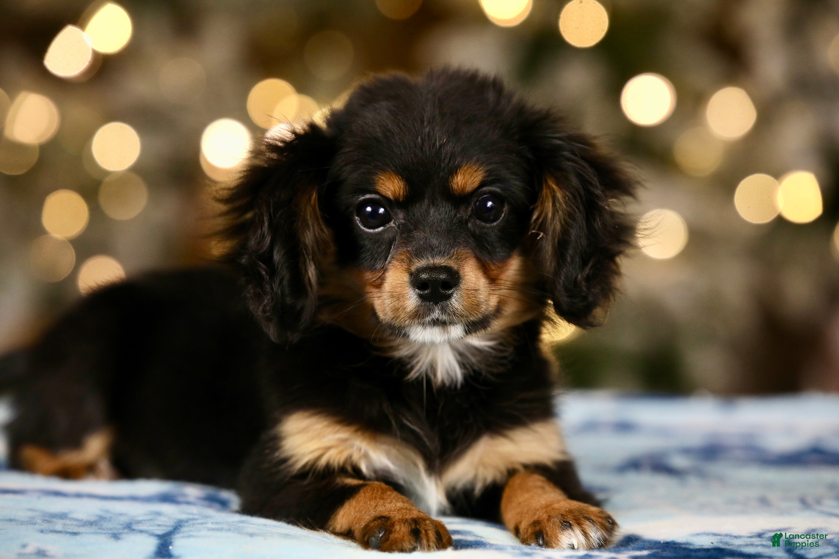 Mixed Breed dogs Cavalon Midnight - Ad 2