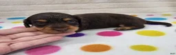 Miniature Dachshund dogs for sale: Chocolate & Tan Female - Ad 4