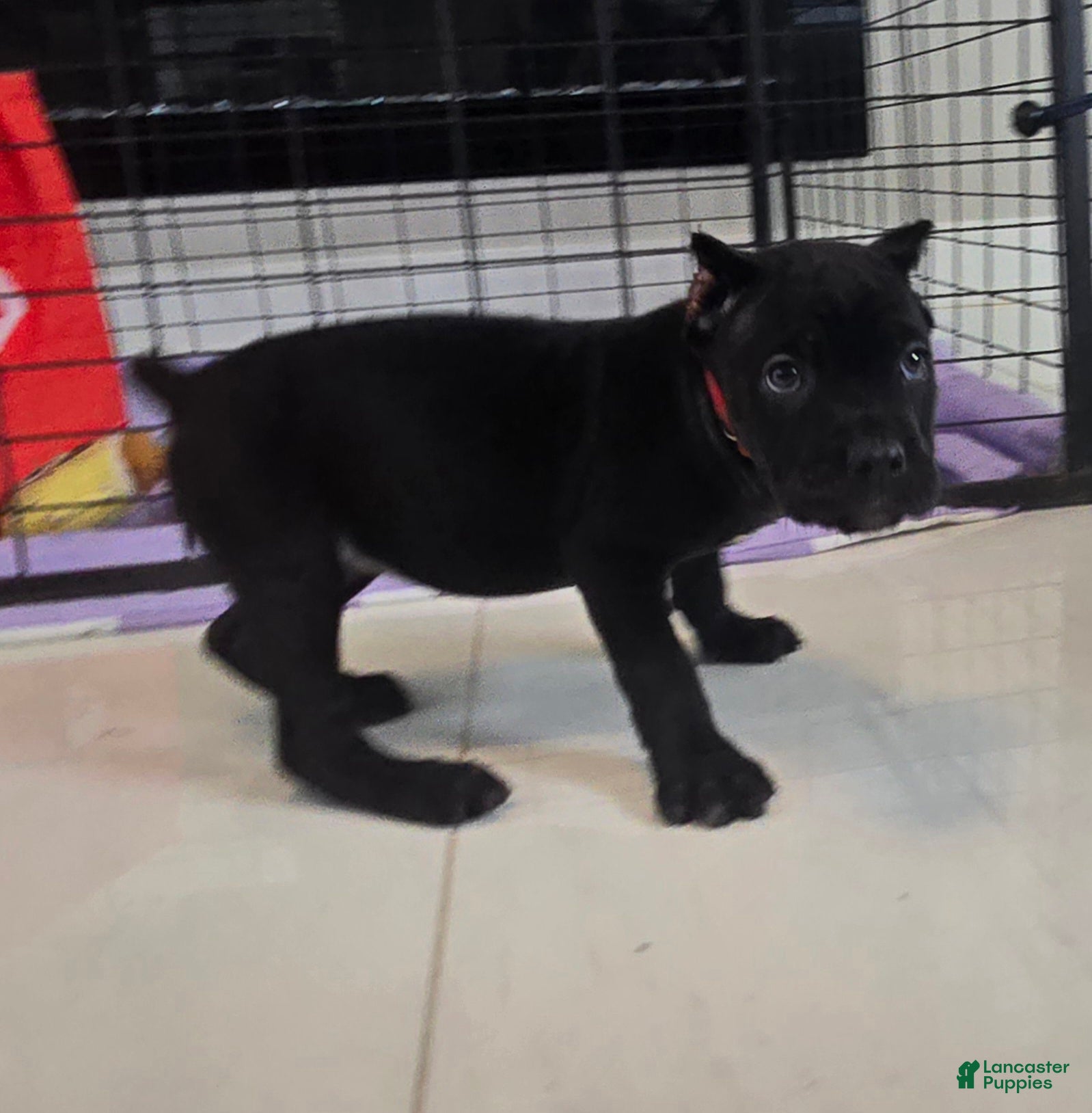 Cane Corso dogs Cane Corso 5 - Ad 2