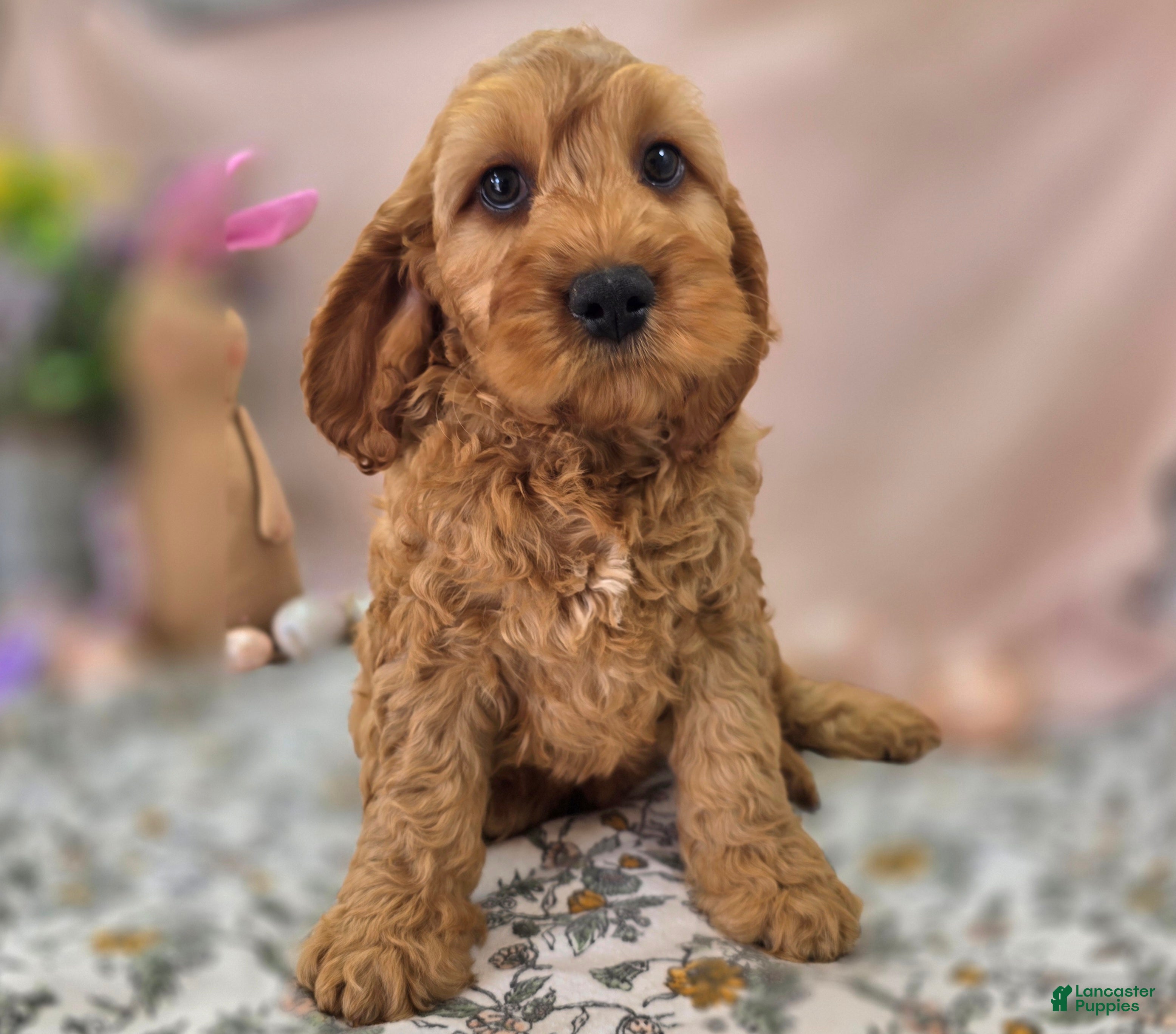 Cockapoo dogs Sundog - Ad 9