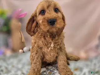 Cockapoo dogs Sundog - Ad 9