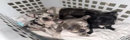 French Bulldog dogs for sale: French Bulldog 1 - Ad 6