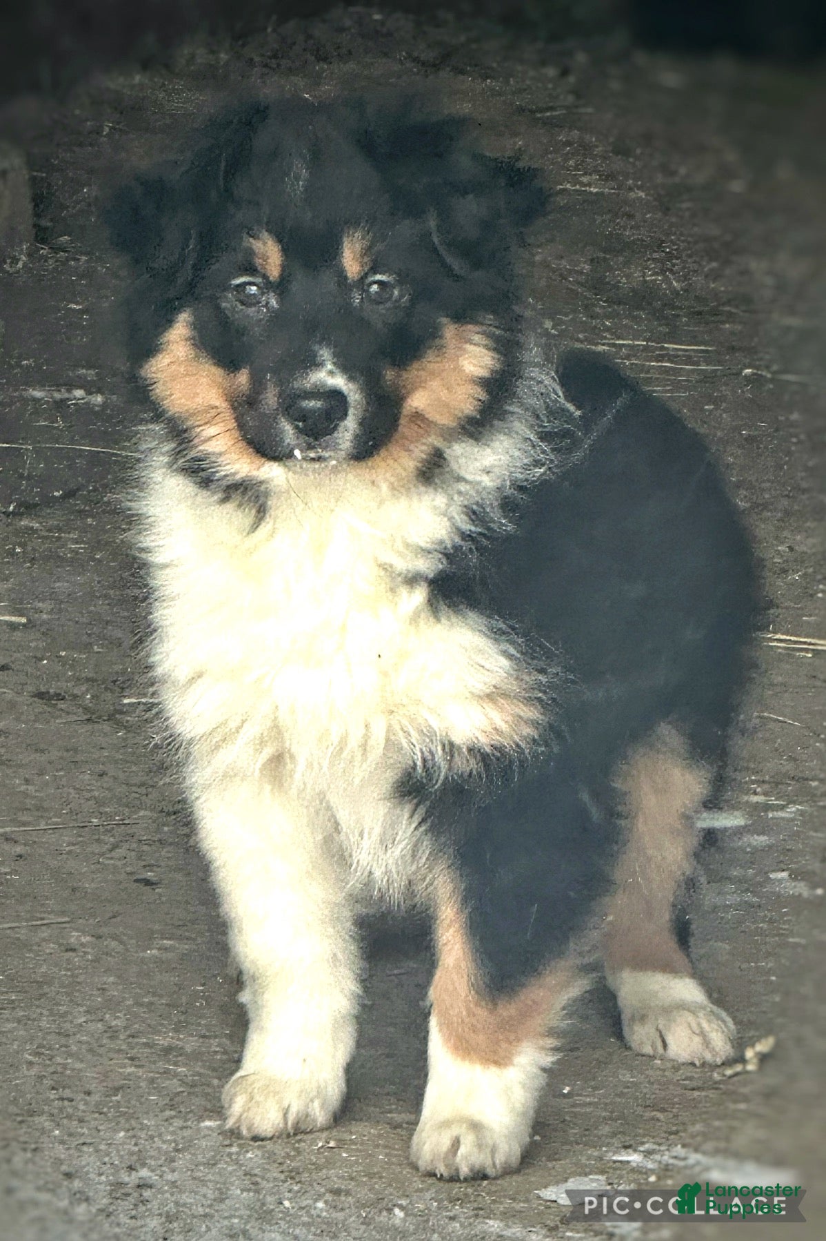 Miniature Australian Shepherd dogs Jingle Bell - Ad 26