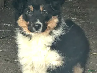 Miniature Australian Shepherd dogs Jingle Bell - Ad 26