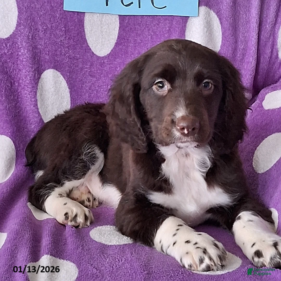 English Springer Spaniel dogs for sale: Pete - Ad 5