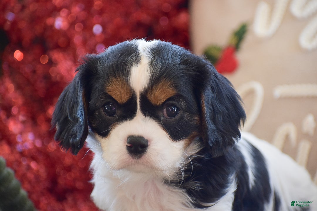 Cavalier King Charles Spaniel dogs for sale: Justin - Ad 4