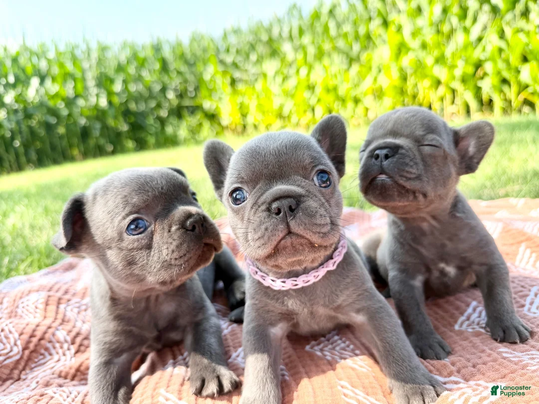 French Bulldog dogs for sale: French Bulldog 1 - Ad 5
