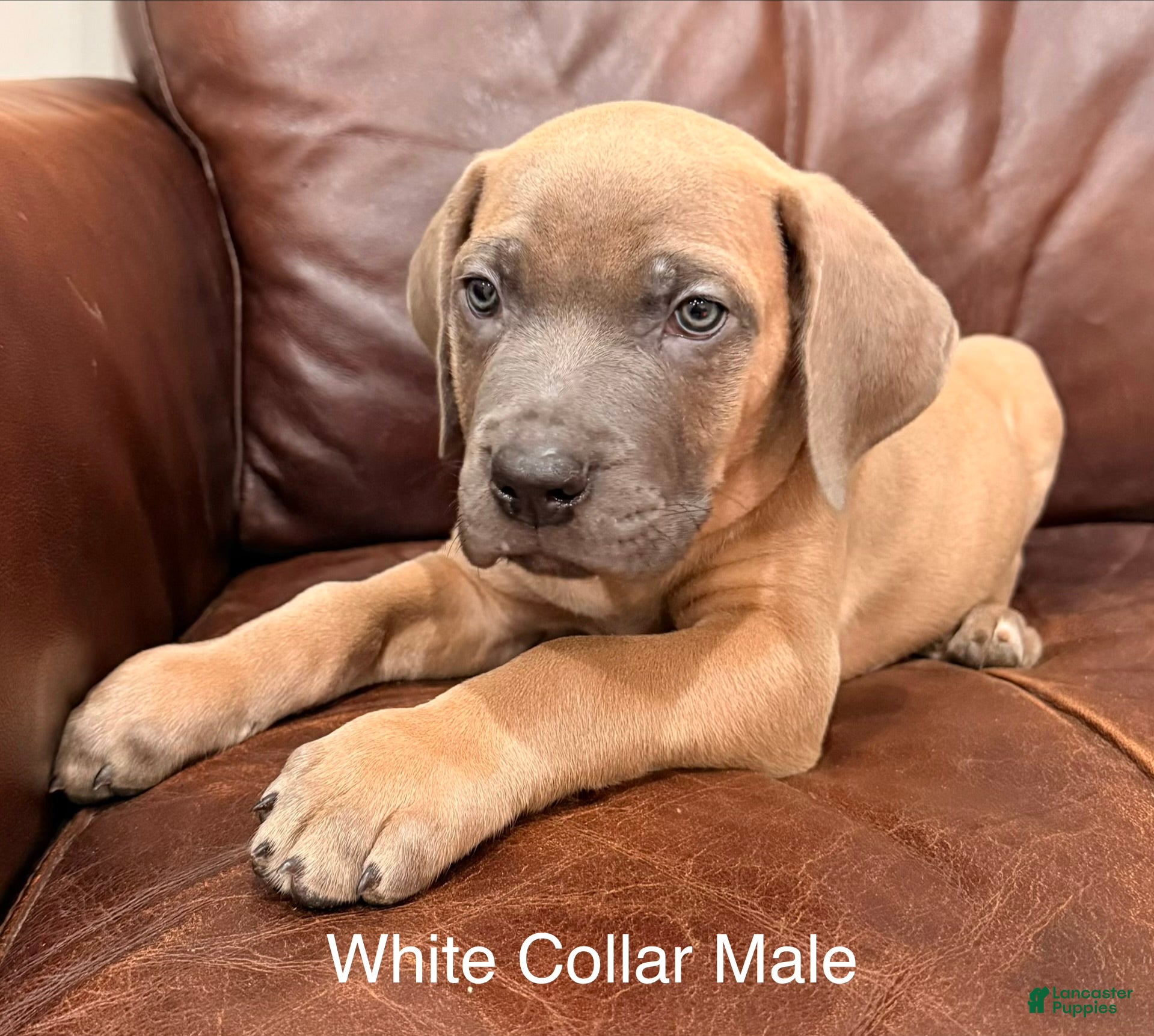 Cane Corso dogs Cane Corso Puppy White Collar M - Ad 1