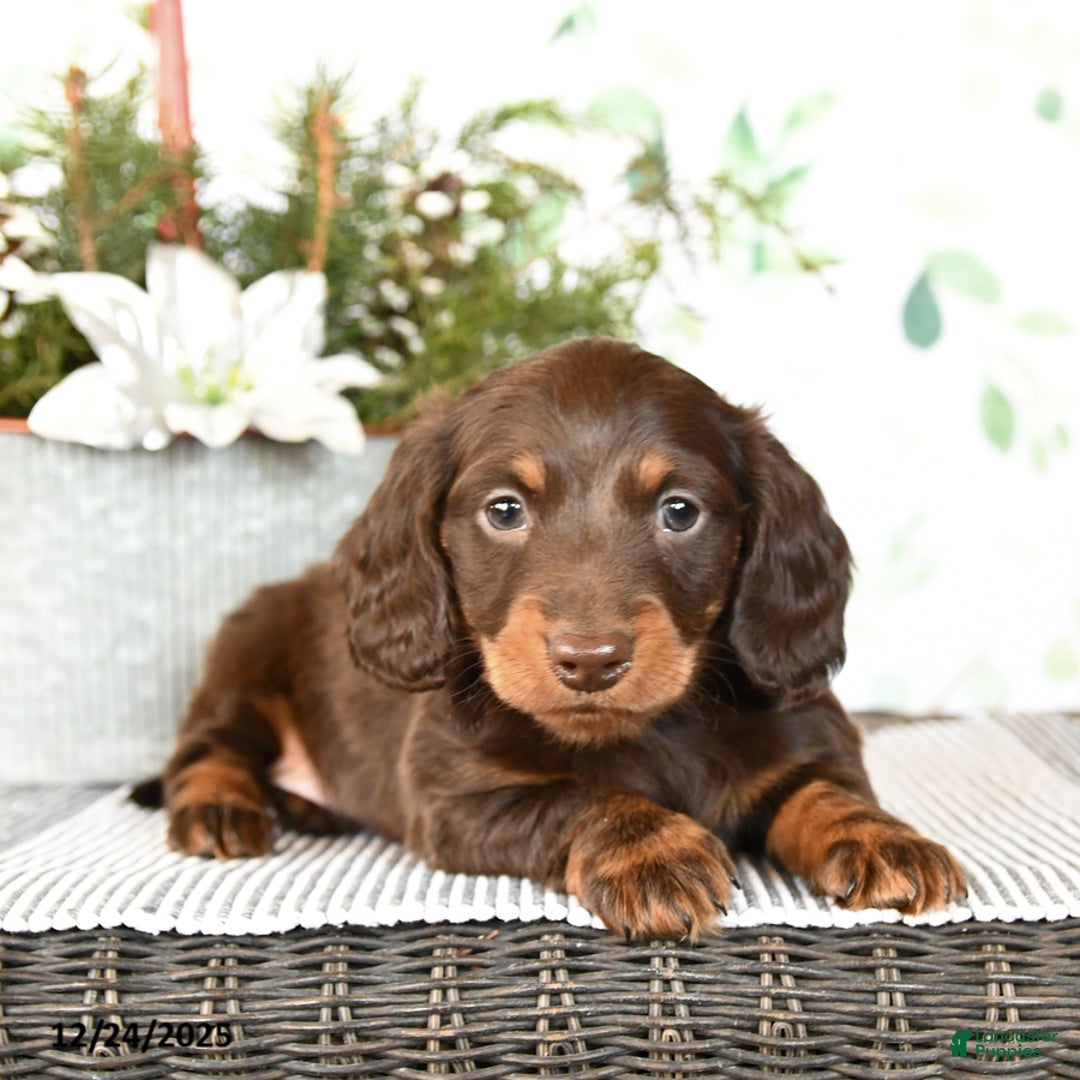 Miniature Dachshund dogs for sale: Brant - Ad 3