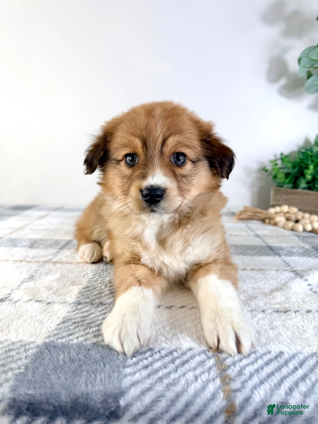 Mixed Breed dogs for sale: Toffee - Ad 4