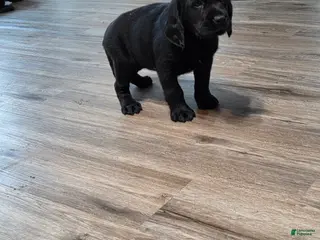 Mixed Breed dogs Labrador/Cocker Spaniel - Ad 18