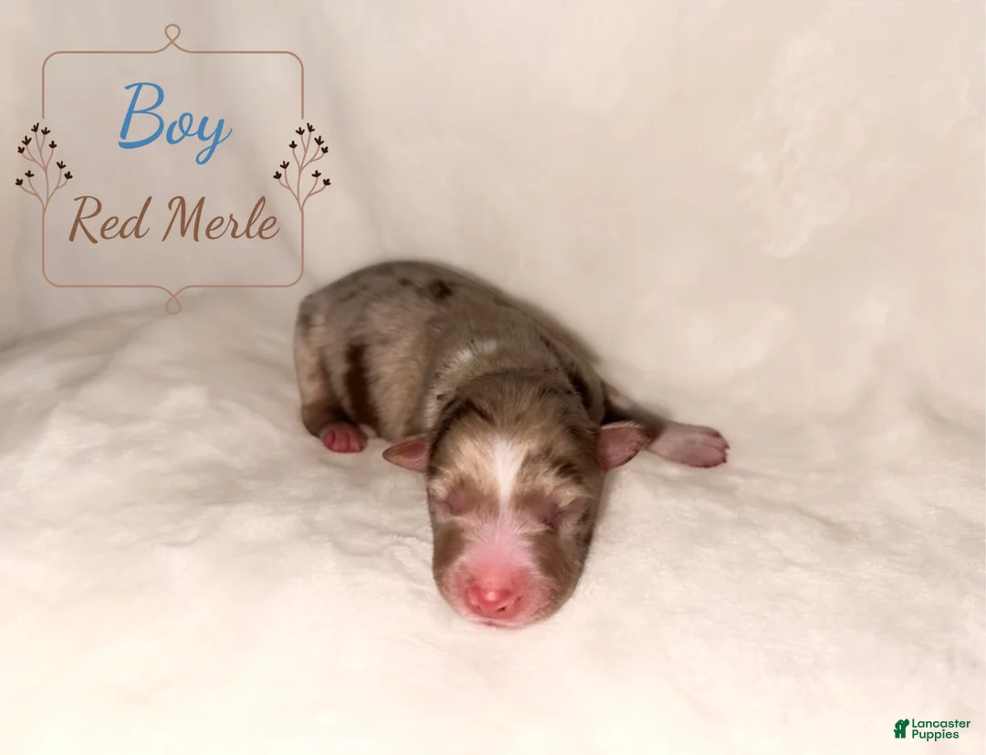 Australian Shepherd dogs for sale: Hank jr. - Ad 2
