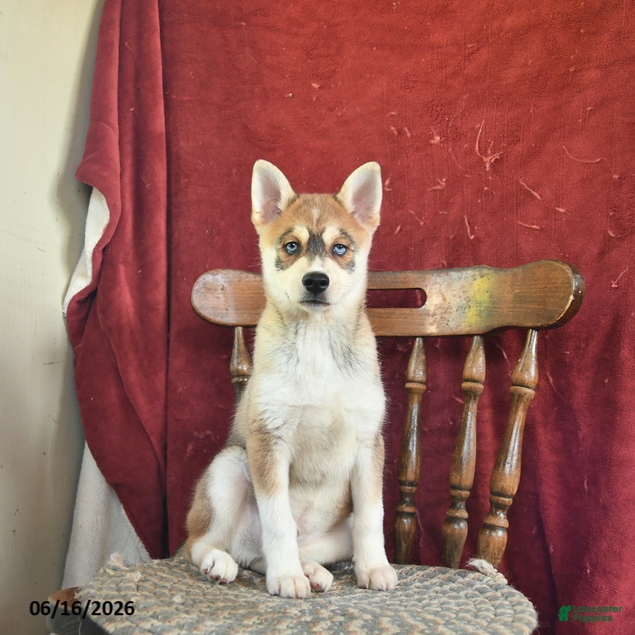 Alaskan Klee Kai dogs Denny - Ad 2