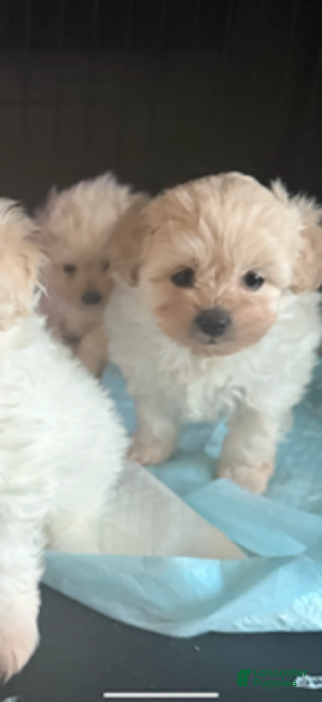 Yorkiepoo dogs for sale: Yorkiepoo Puppy 3 - Ad 1
