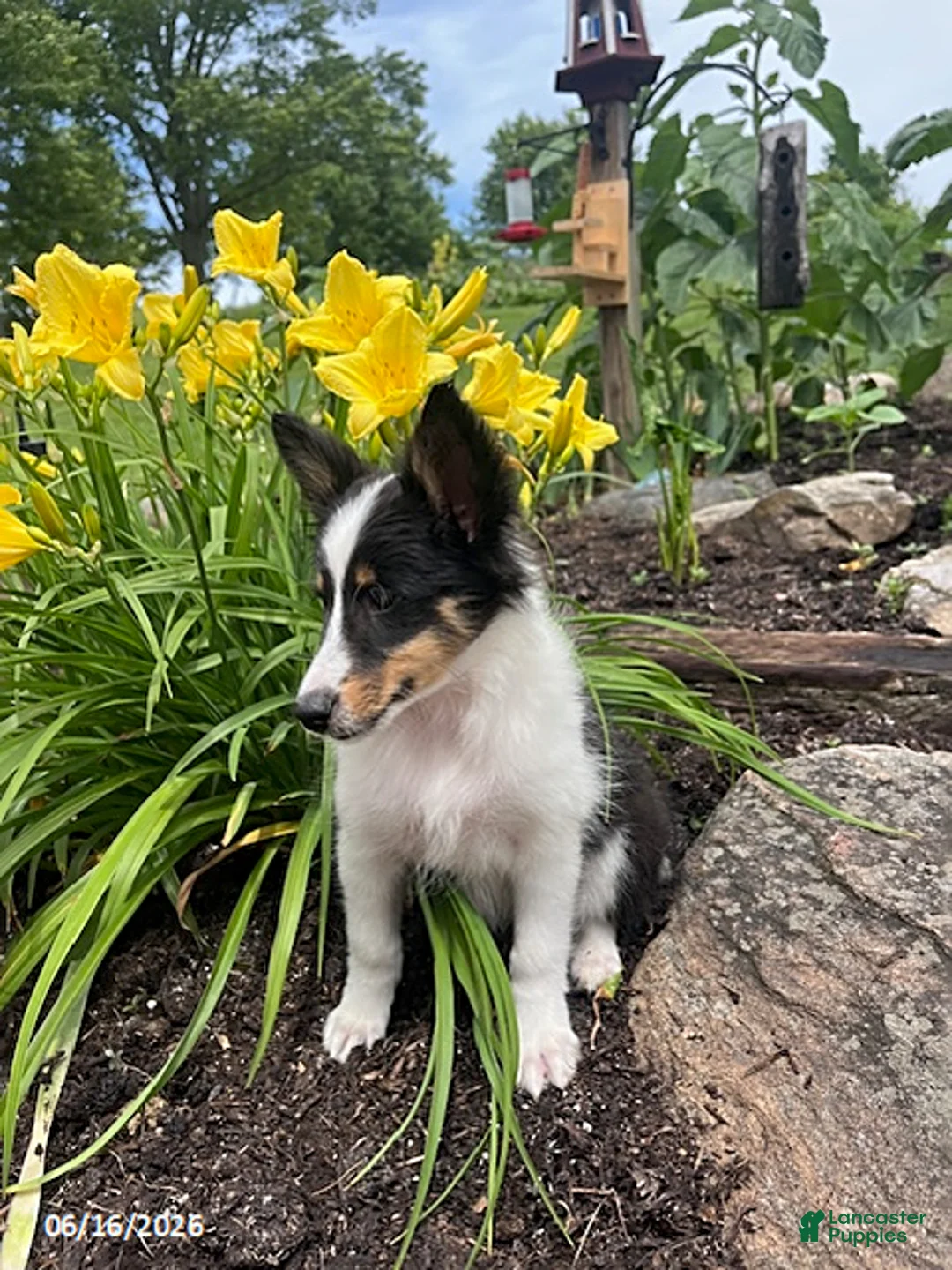 Shetland Sheepdog dogs for sale: Catie - Ad 1