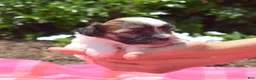 Teddy Bear dogs for sale: Goose  - Ad 3