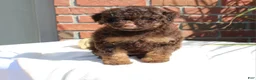 Miniature Poodle dogs for sale: Suzy - Ad 4