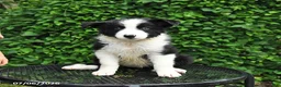 Border Collie dogs for sale: Daisy - Ad 3