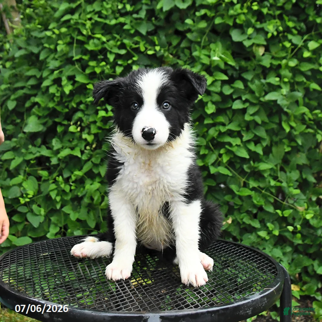 Border Collie dogs for sale: Daisy - Ad 3