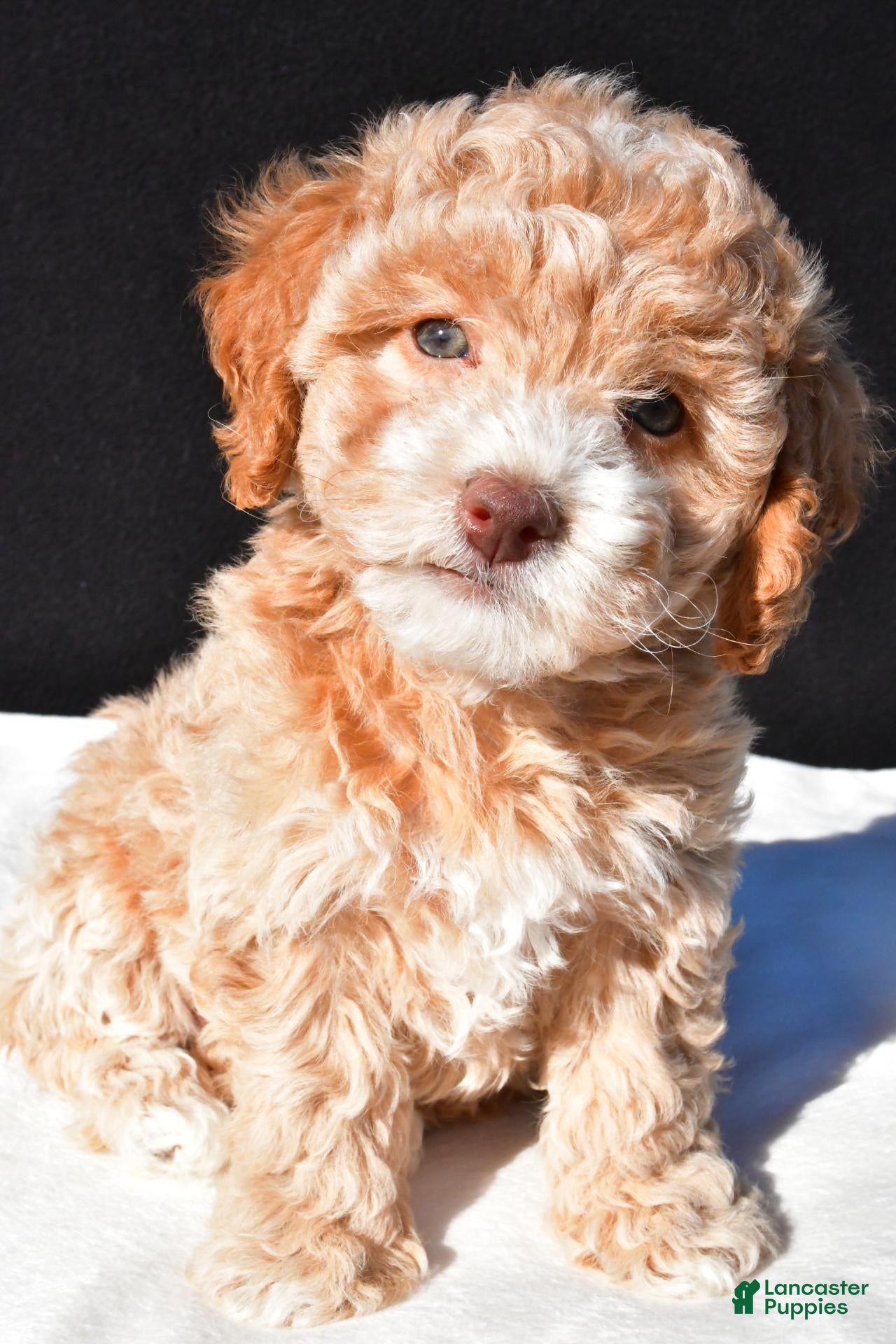 Maltipoo dogs for sale: Piper - Ad 1