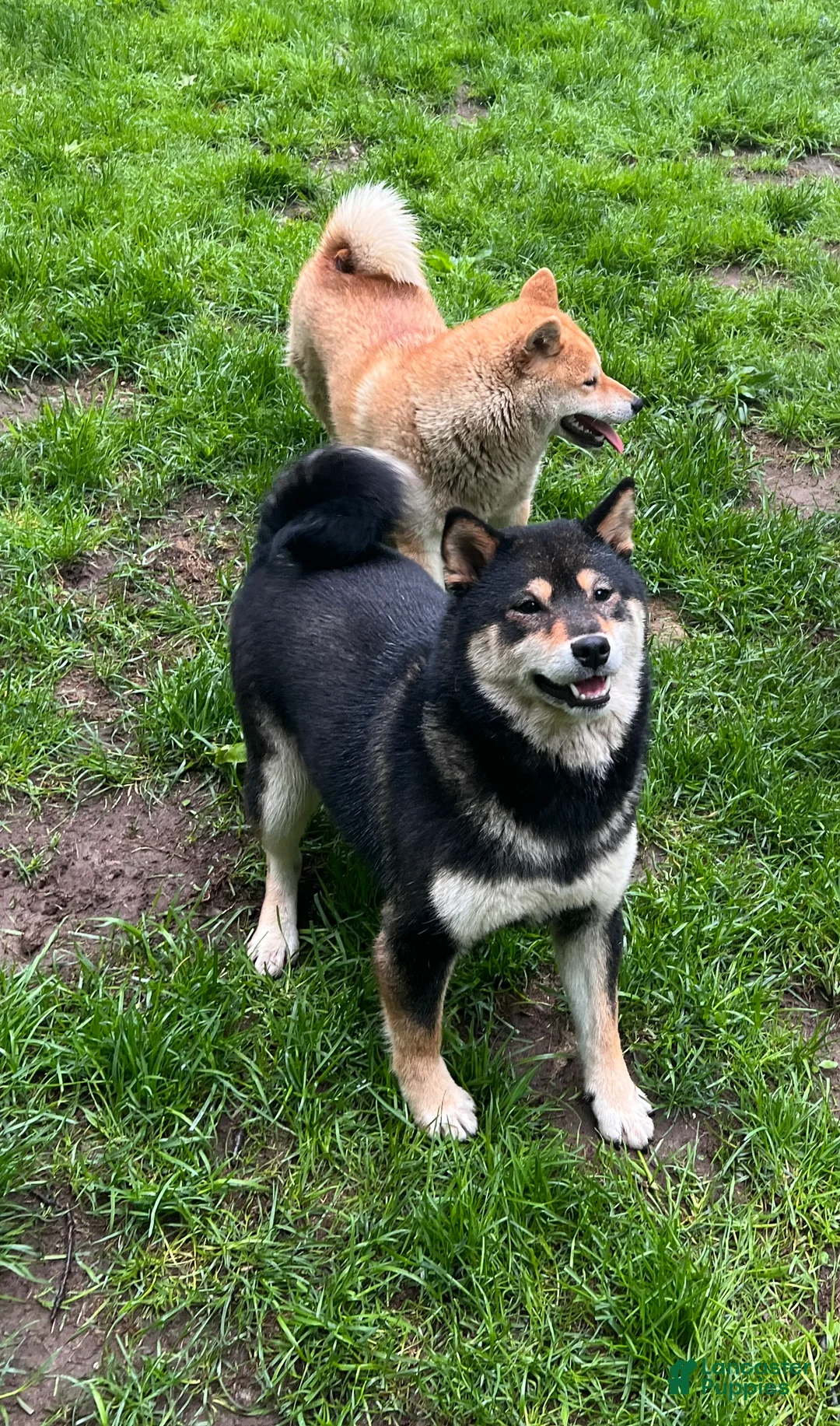 Shiba Inu dogs for sale: Shiba Inu 1 - Ad 1