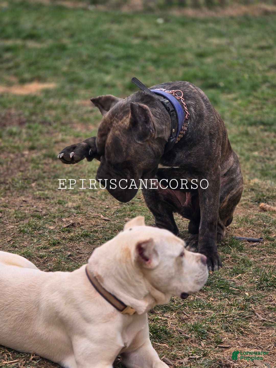 Cane Corso dogs for sale: Black female cane corso - Ad 5