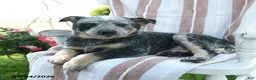 Australian Cattle Dog dogs for sale: Benji - Ad 2