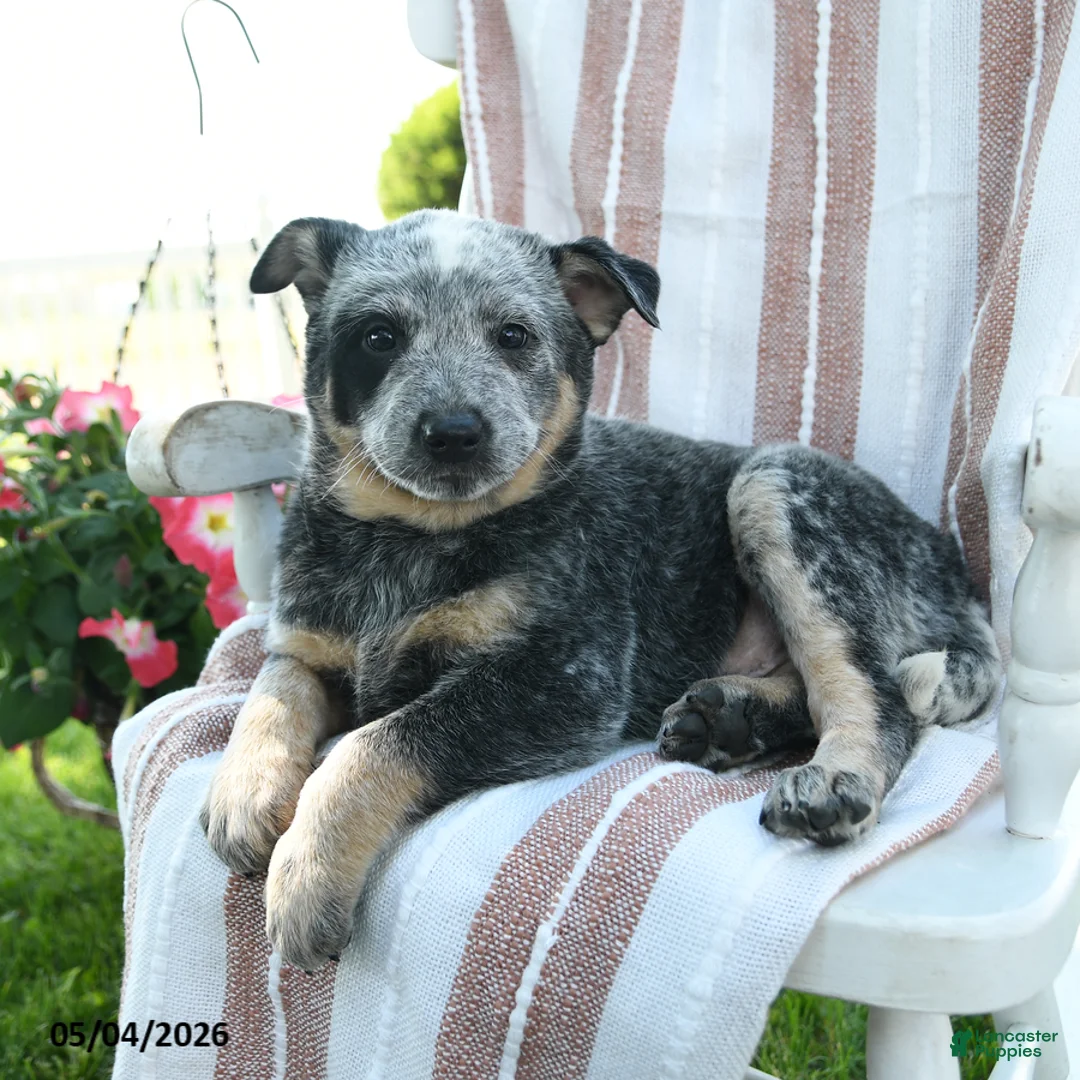 Australian Cattle Dog dogs for sale: Benji - Ad 2