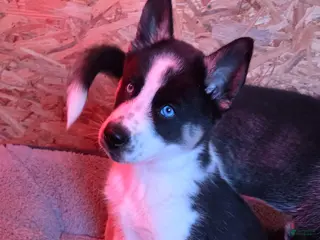 Siberian Husky dogs Oreo - Ad 7