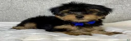 Yorkshire Terrier dogs for sale: Hugo - Ad 4