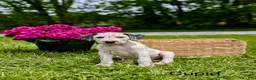 Mixed Breed dogs for sale: Cupid - Ad 2