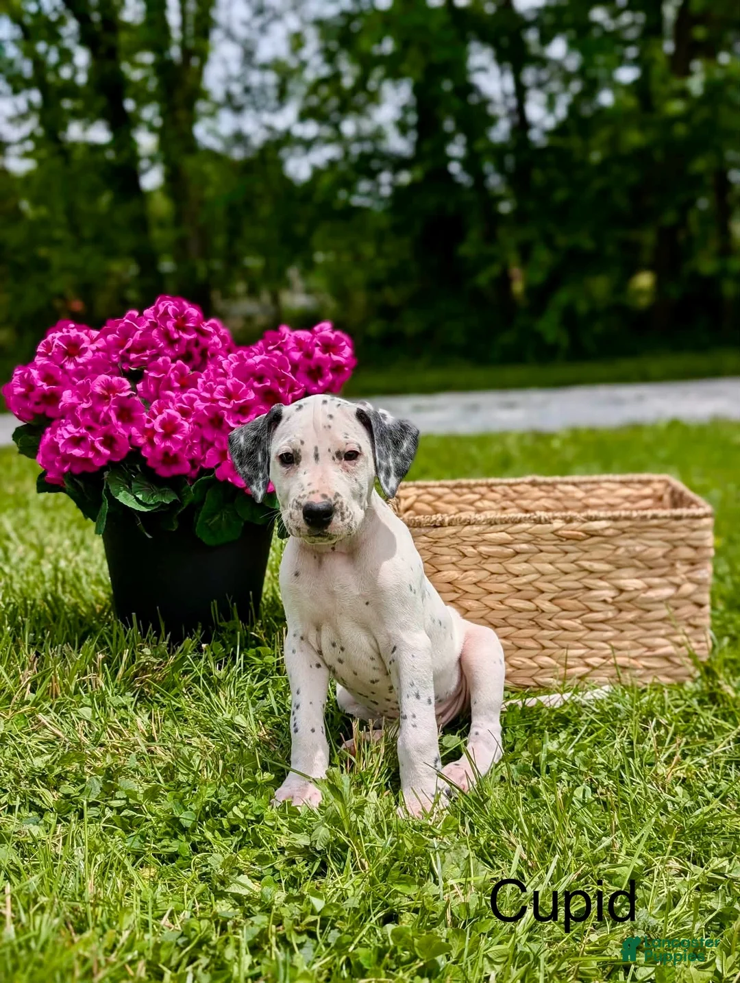 Mixed Breed dogs for sale: Cupid - Ad 2