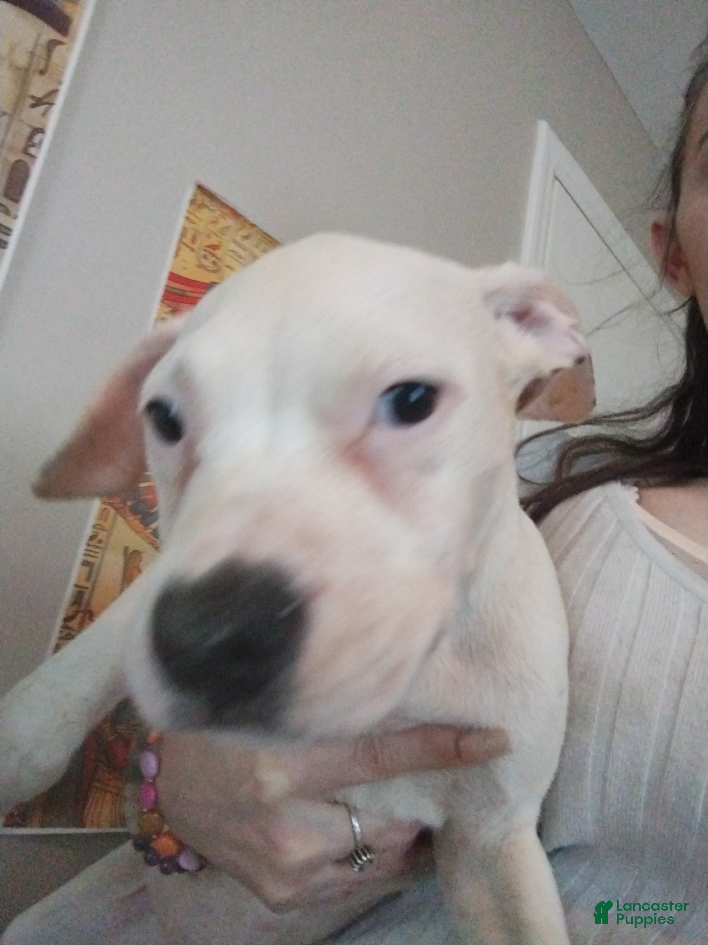 Mixed Breed dogs Titan  - Ad 9