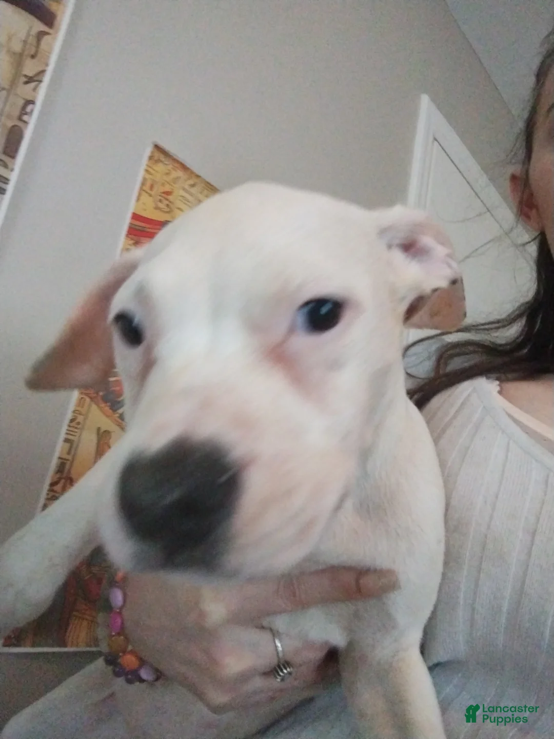 Mixed Breed dogs for sale: Titan  - Ad 1