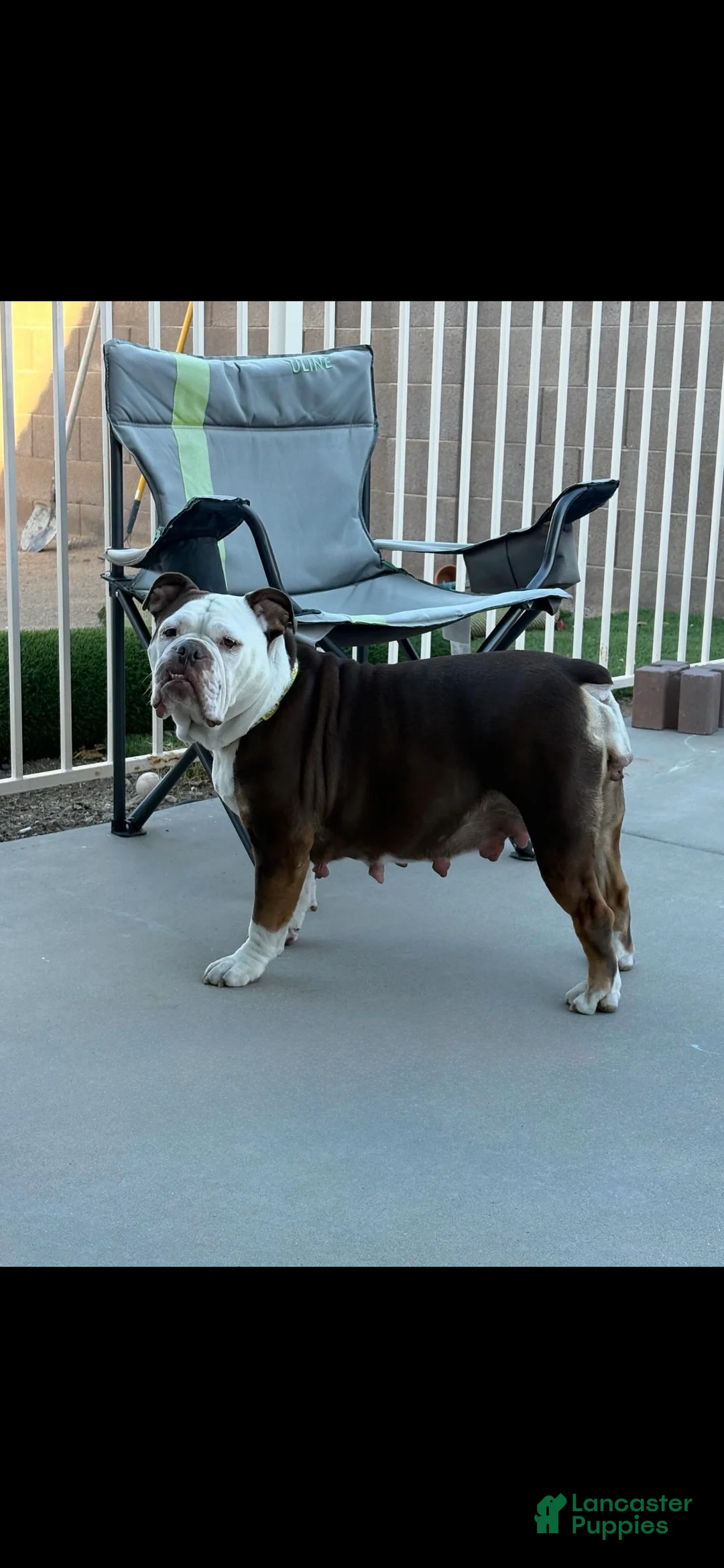 Olde English Bulldogge dogs for sale: Olde English Bulldogge Puppy 4 - Ad 8