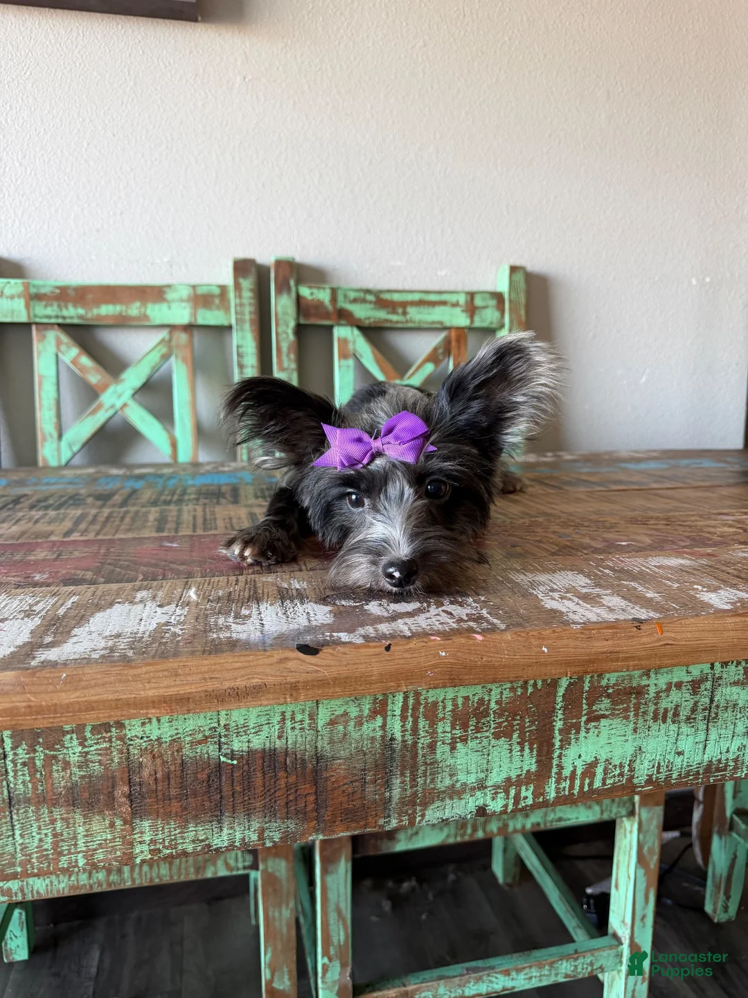 Yorkshire Terrier dogs for sale: Blue Merle Yorkie Jolie 🩷 - Ad 2