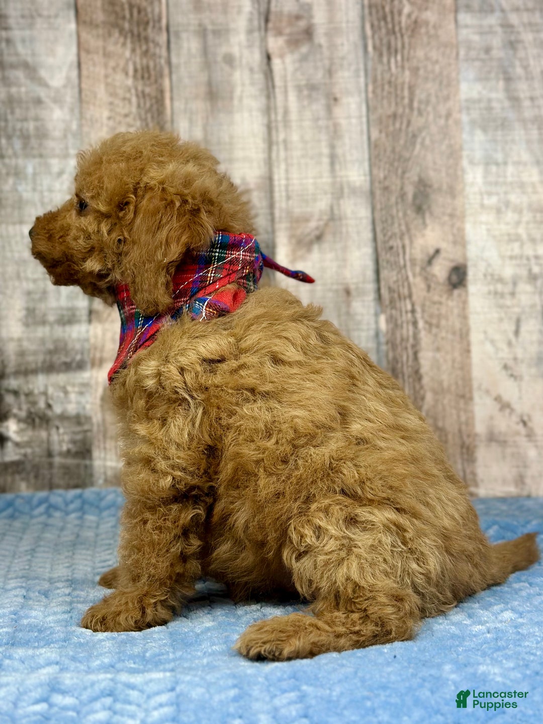 Mini Bernedoodle dogs for sale: Girl Robbin - 5113 - Ad 2