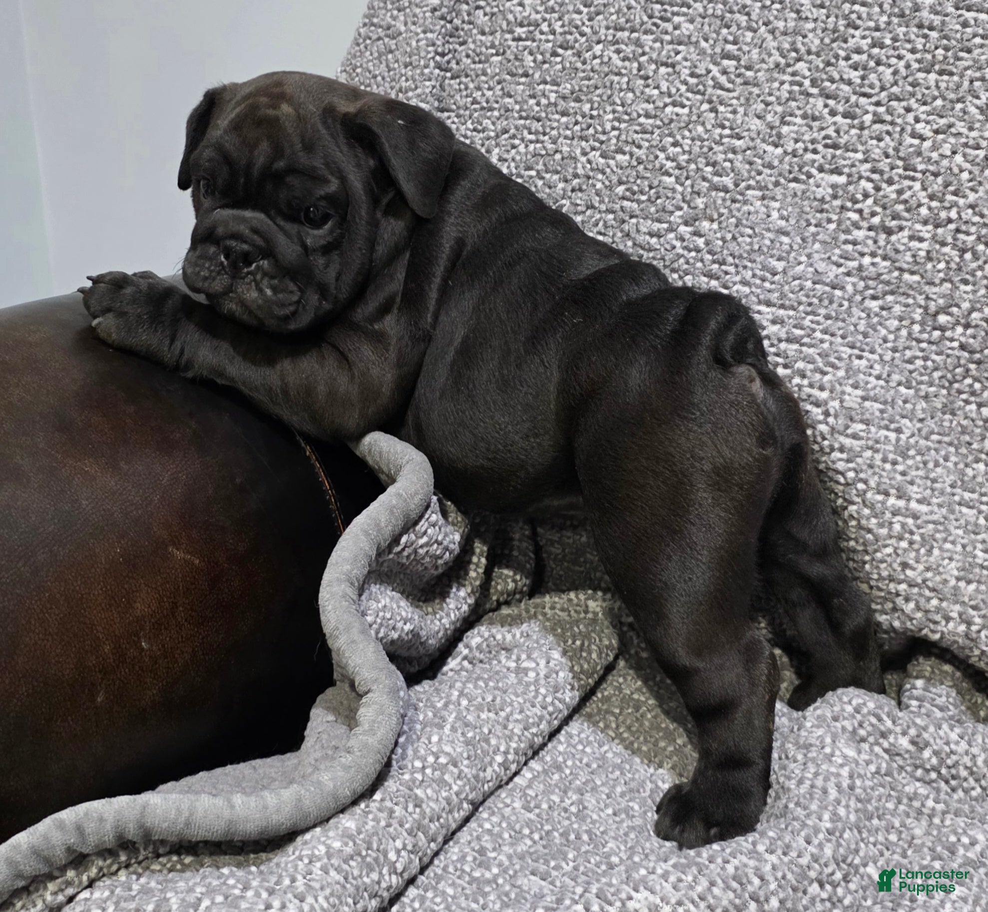 English Bulldog dogs Leroy - Ad 2